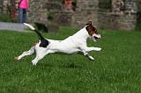 JACK RUSSEL 319